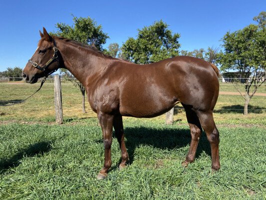 Lot 63: General Nediym / Spinning Star