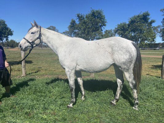 Lot 308: Mastercraftsman (IRE) / Miss Krisdel (NZ)