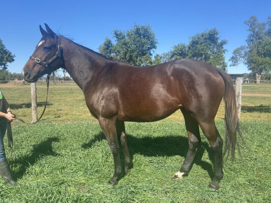 Lot 302: Fastnet Rock / Honor Patti (USA)