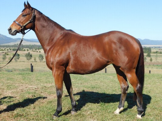 Lot 218: Exceed and Excel / Media