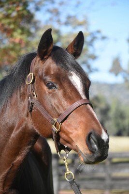 Lot 311: High Chaparral (IRE) / Suitely