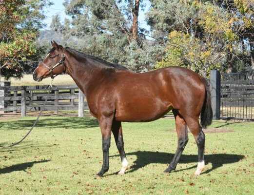 Lot 311: High Chaparral (IRE) / Suitely