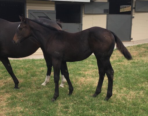 Lot 394: Commands / County Mayo (USA)