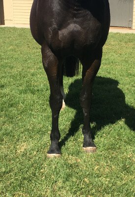 Lot 394: Commands / County Mayo (USA)