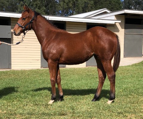 Lot 386: Not a Single Doubt / Nessun Dorma