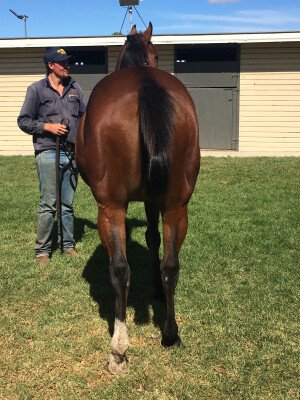 Lot 386: Not a Single Doubt / Nessun Dorma