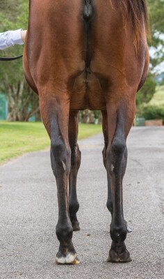 Lot 239: Foxwedge / Twelve Pack Shelly (USA)