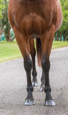 Lot 239: Foxwedge / Twelve Pack Shelly (USA)