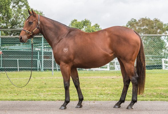 Lot 239: Foxwedge / Twelve Pack Shelly (USA)