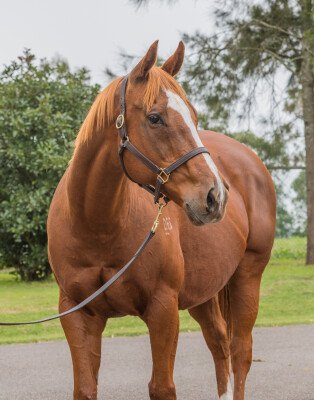 Lot 90: Gold Fever (USA) / Ultimate Jester