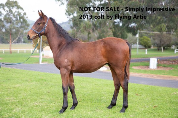 Lot 50: Bernardini (USA) / Kiss From a Rose