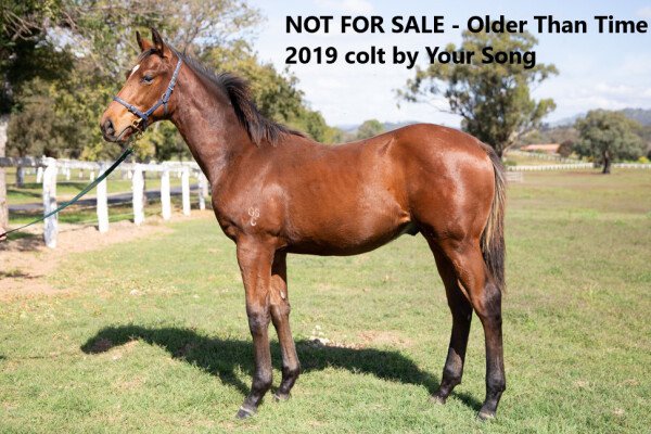 Lot 3: Don Eduardo (NZ) / Up the Hill