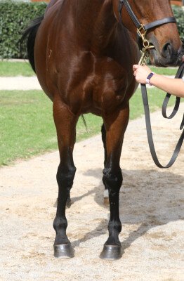 Lot 132: Bel Esprit / Dantains Quest