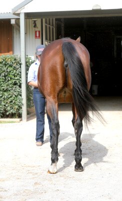 Lot 132: Bel Esprit / Dantains Quest
