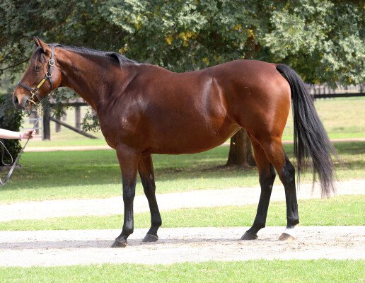 Lot 132: Bel Esprit / Dantains Quest