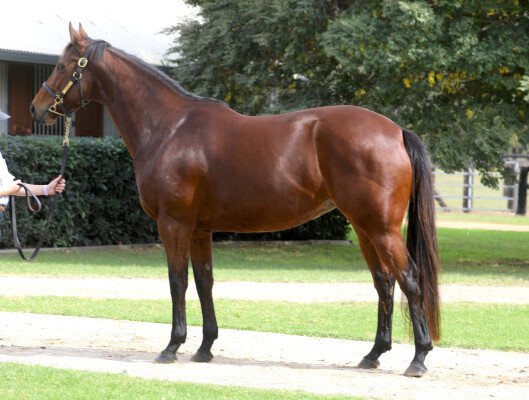 Lot 93: I Am Invincible / Danzanta (USA)