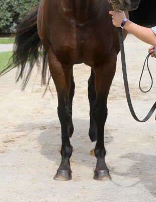 Lot 206: More Than Ready (USA) / Wild Storm (CHI)