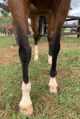 Lot 320: So You Think (NZ) / Purespeed