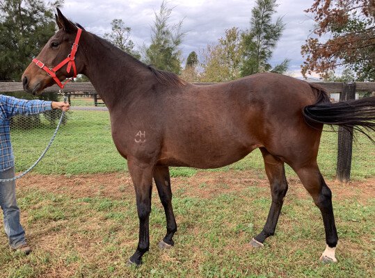 Lot 295: Charge Forward / Walkway