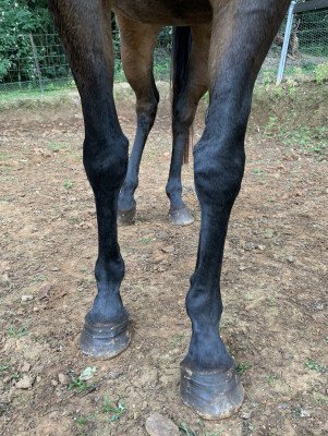 Lot 289: Snippetson / L'Aria