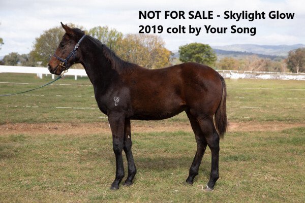 Lot 52: Northern Meteor / Rock of Kimberlite