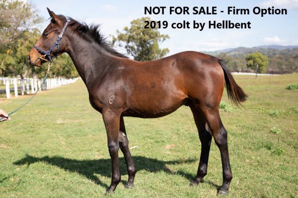Lot 203: Northern Meteor / Tzu Hsi