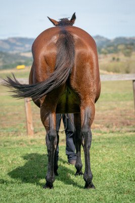 Lot 108: Testa Rossa / So Divine (GB)