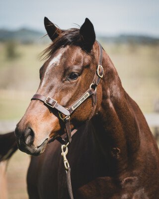 Lot 108: Testa Rossa / So Divine (GB)