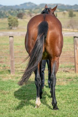 Lot 32: Tickets / Queen Esprit