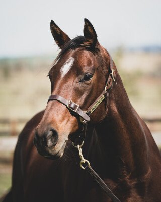 Lot 32: Tickets / Queen Esprit