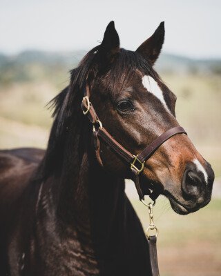 Lot 26: Holy Roman Emperor (IRE) / Millennial