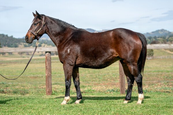 Lot 26: Holy Roman Emperor (IRE) / Millennial