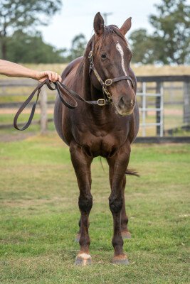 Lot 19: Testa Rossa / Trella