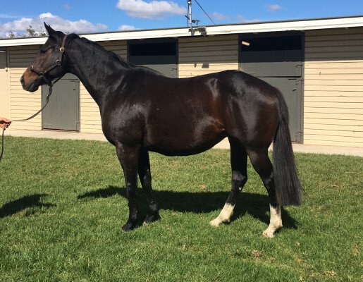 Lot 394: Commands / County Mayo (USA)