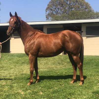 Lot 389: Magic Albert / Iltizaam