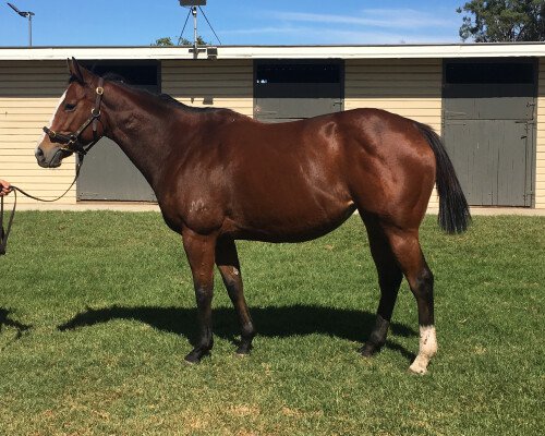 Lot 386: Not a Single Doubt / Nessun Dorma