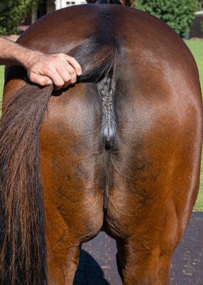 Lot 198: Fastnet Rock / First Land (NZ)