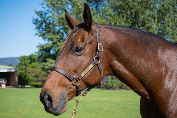 Lot 198: Fastnet Rock / First Land (NZ)
