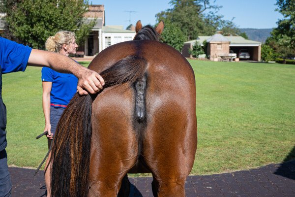 Lot 155: Encosta de Lago / Vouvray (NZ)