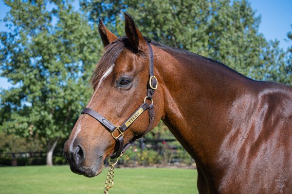 Lot 155: Encosta de Lago / Vouvray (NZ)