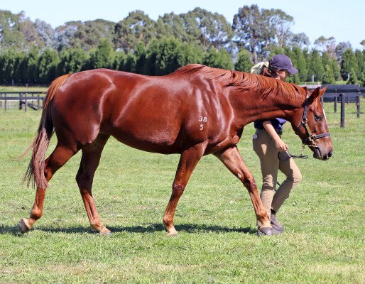 Lot 316: Exceed and Excel / Maha Chakri