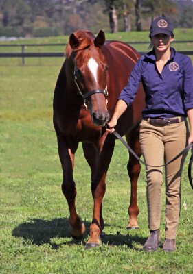 Lot 316: Exceed and Excel / Maha Chakri