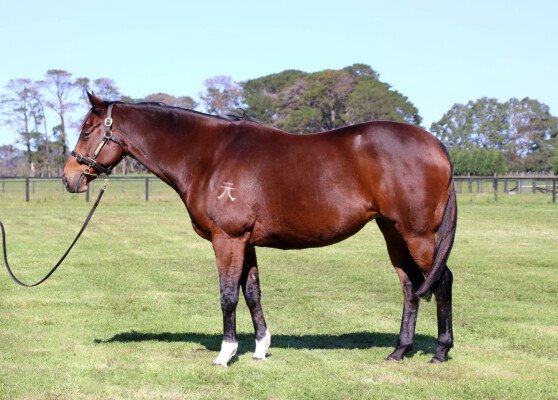 Lot 336: High Chaparral (IRE) / Freja
