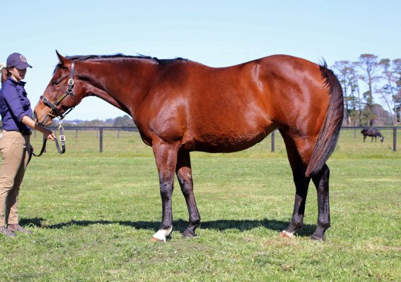 Lot 360: Encosta de Lago / Trick Taker (USA)