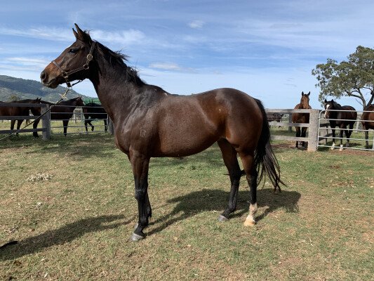 Lot 358: Ready's Image (USA) / Cathead