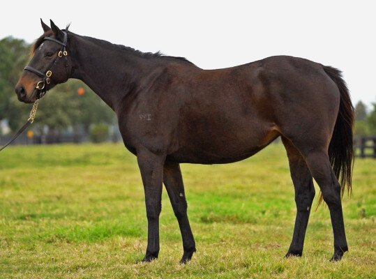 Lot 67: Nicconi / Sorren Tessa