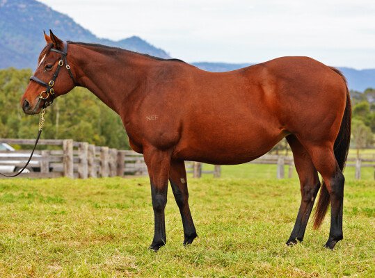 Lot 44: Bradbury's Luck / Caniona