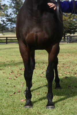Lot 345: Street Cry (IRE) / Lovemelikearock