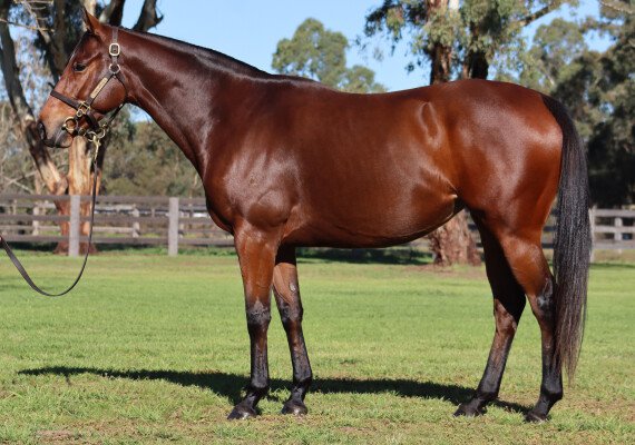 Lot 15: Charge Forward / Xandretta