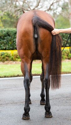 Lot 347: Fastnet Rock / Rahveel